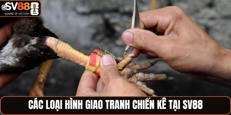 Các loại hình giao tranh chiến kê tại SV88