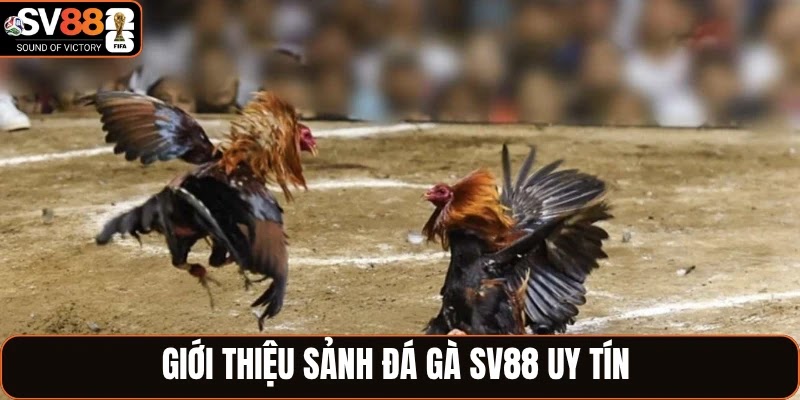 Giới thiệu sảnh đá gà SV88 uy tín